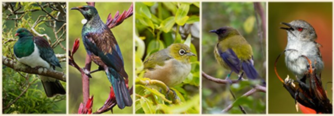 Backyard birdsong did you know?