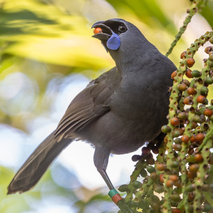 A kokako eating berries in a tree