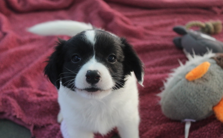 Pikachu (ON HOLD) tile image