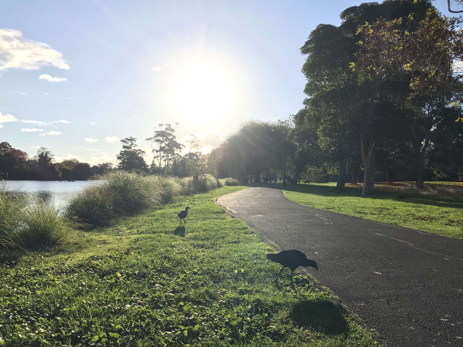 Te Wai Ōrea Western Springs Lakeside Park