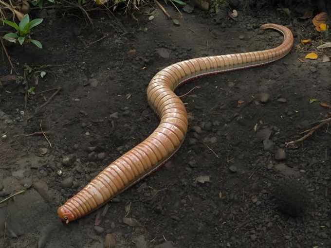 Giant-worm-1200x900_z5qdpapz.jpg