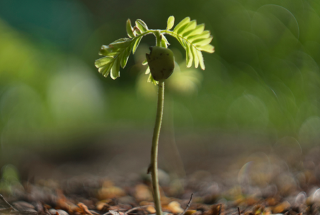 Plant More Natives Oa Xu3joyqc (1)