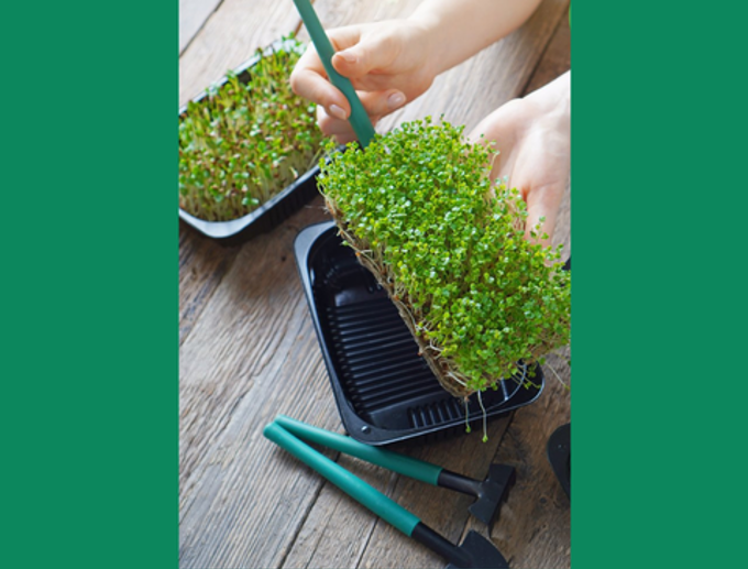 Our AKL - Free Love Food Hate Waste - Microgreens_dzmoul4e.png