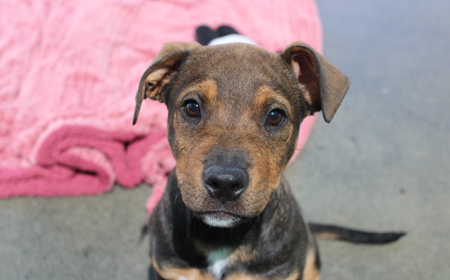 Sir Tristram (ON HOLD) tile image