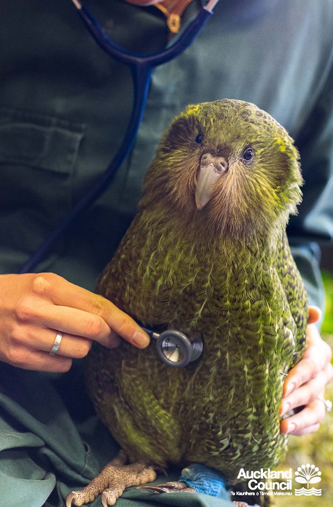 Critical work by passionate zoo staff helping to keep kakapo alive (3)