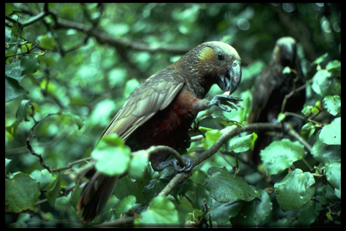 A kaka bird in a tree.