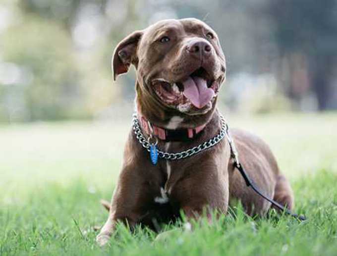 How Much Does It Cost To Spay A Dog Nz