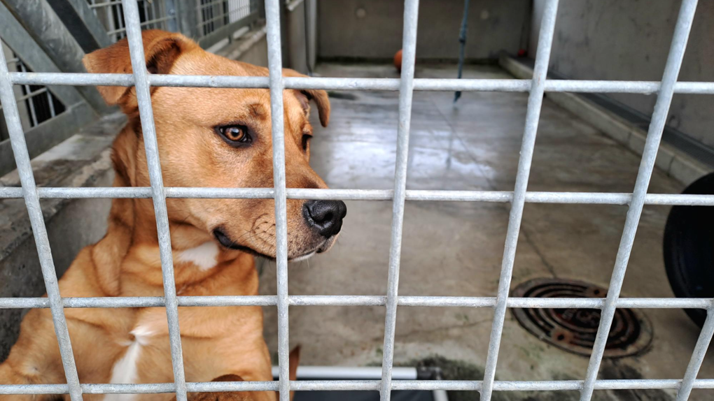 Brown dog inside dog shelter kennel