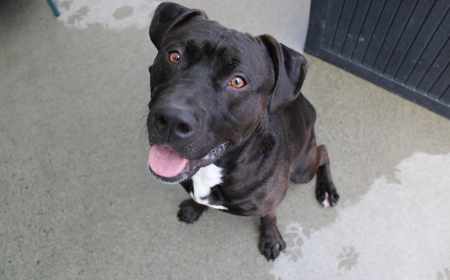 Mangatanoka tile image