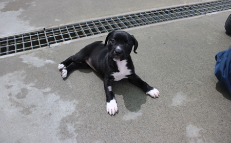 Badger (ON HOLD) tile image