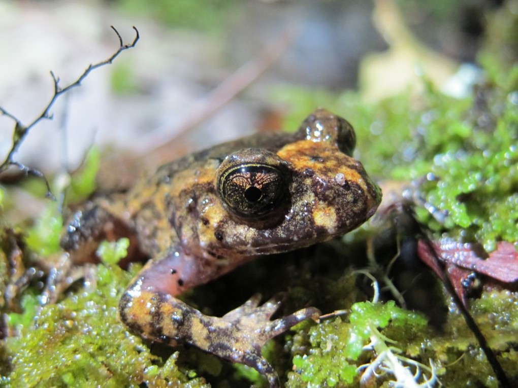 Frog