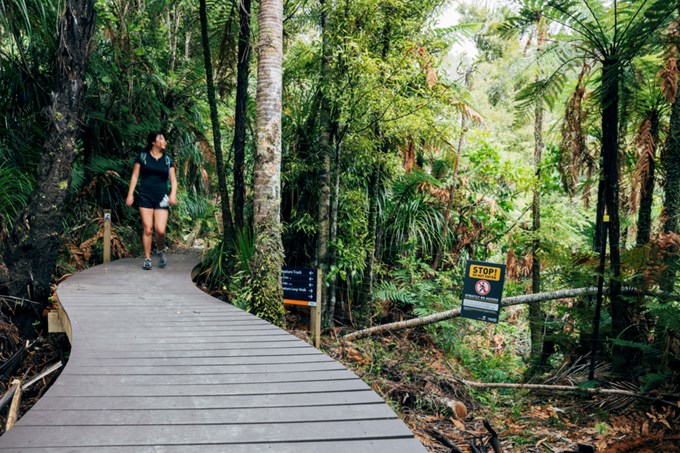 Rediscover a kauri walk near you