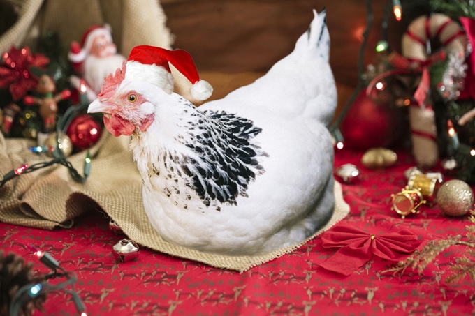 Chooks bring Christmas cheer