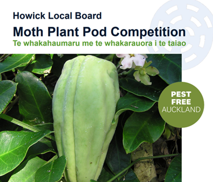 Moth Plant Pod Competition