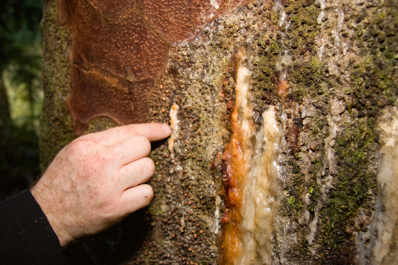 The race to save the mighty kauri OurAuckland