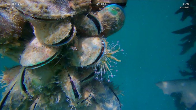 38 seeded mussel lines filter seawater from beneath Te Wananga (2)