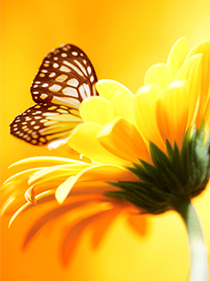 Pollinator pathway butterfly