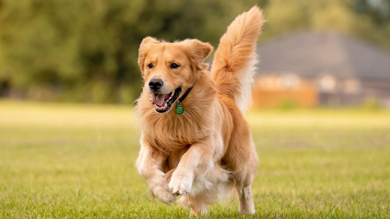 A Golden Retriever playing in the park.