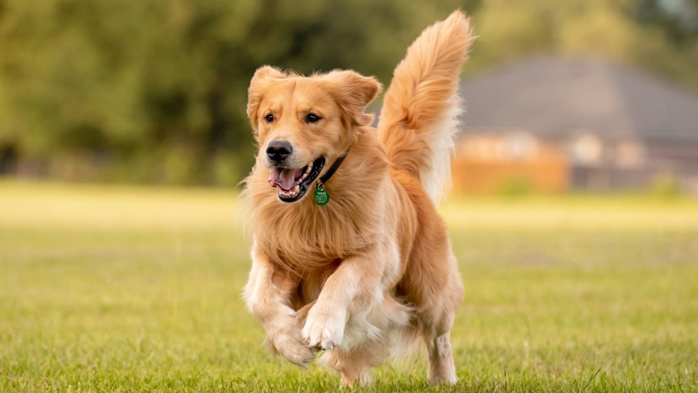 A Golden Retriever Playing In The Park