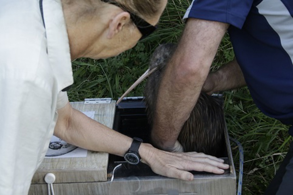 Kiwi release Motutapu 3