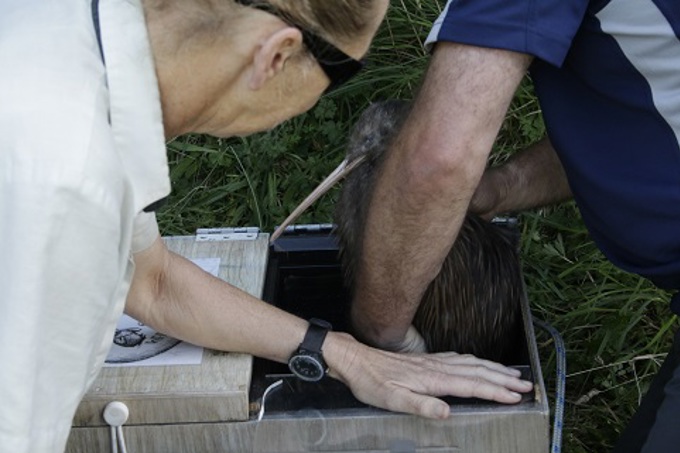 Kiwi release Motutapu 3