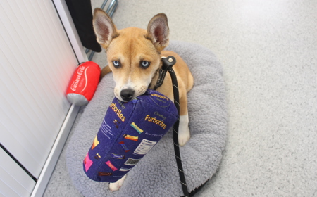 Te Waihou (ON HOLD) tile image