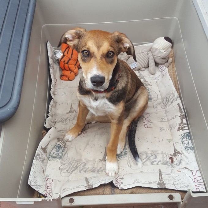 Bandit the puppy travels across the country to find a home (1)