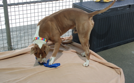 Ruakākā tile image