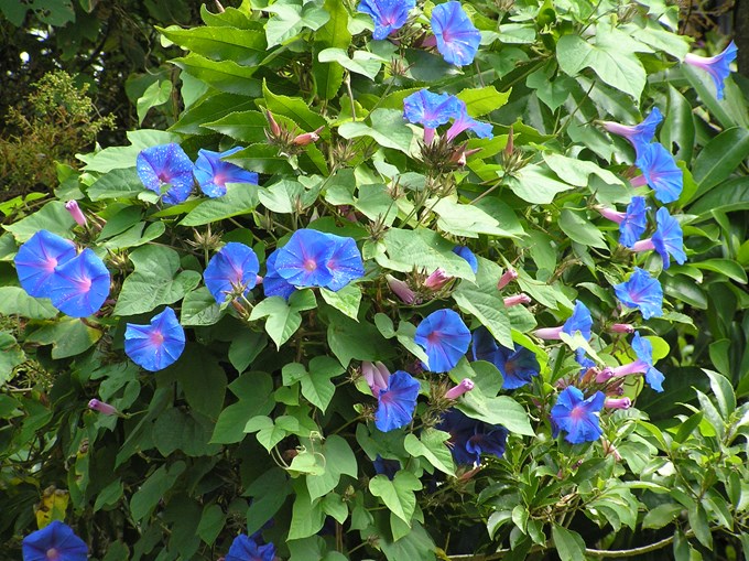 Weed of the Month_Blue morning glory (3).JPG