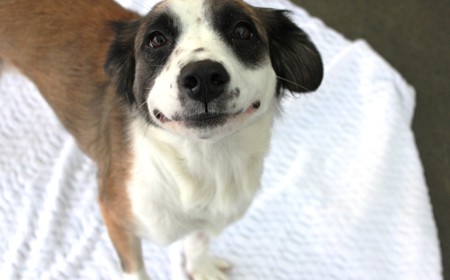 Perendale tile image