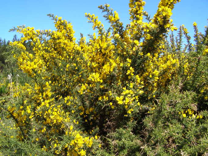 Helping hand for community projects