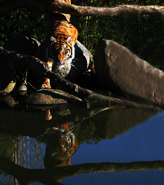 Sumatran Zoo Tigerr