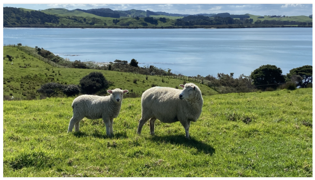 Sheep Image 2