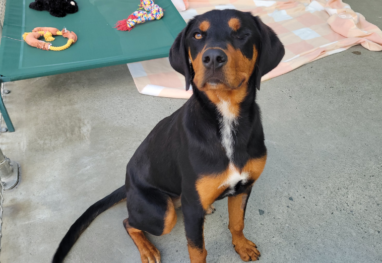 Dog Tile Image Leela 3 770X530