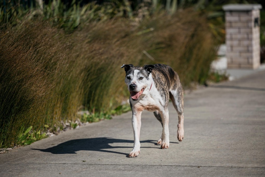 Roaming Dog On Street