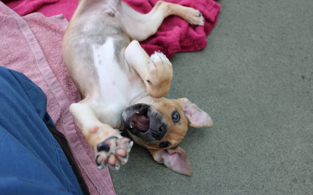 Spiderman (ADOPTED) tile image