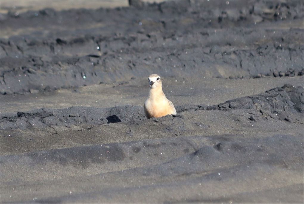 Muriwai 3