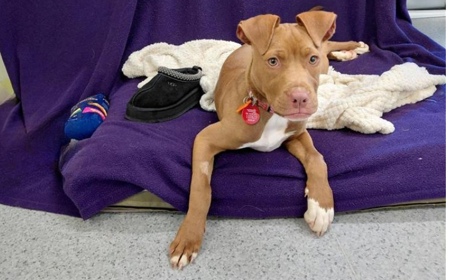 Hot Dog (ADOPTED) tile image