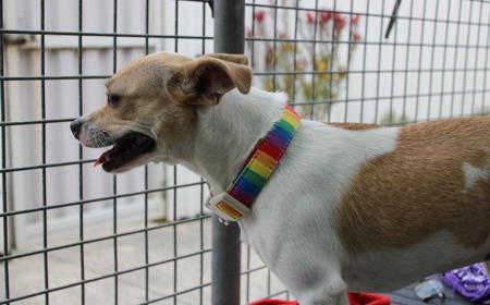 Takapō (ON HOLD) tile image