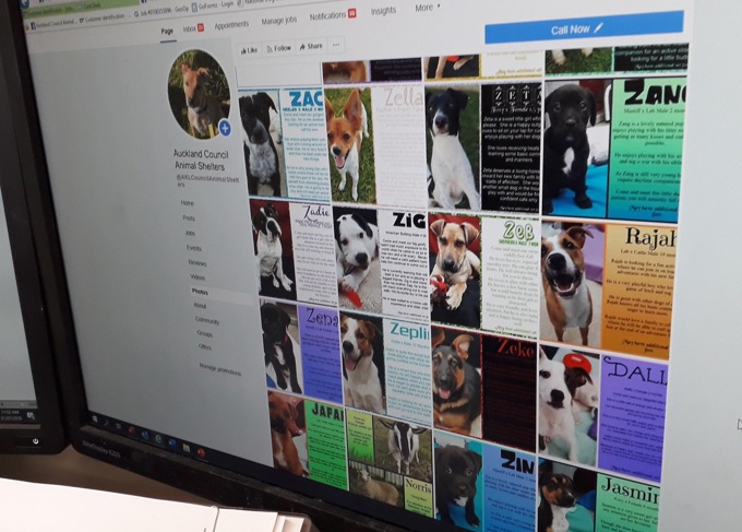 Behind the scenes: no shortage of love at Auckland's animal shelters (3)