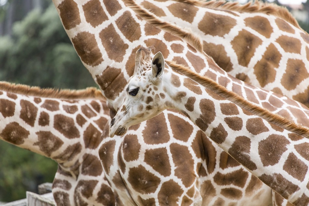 Zoo Tales: A slice of Africa this Easter_4