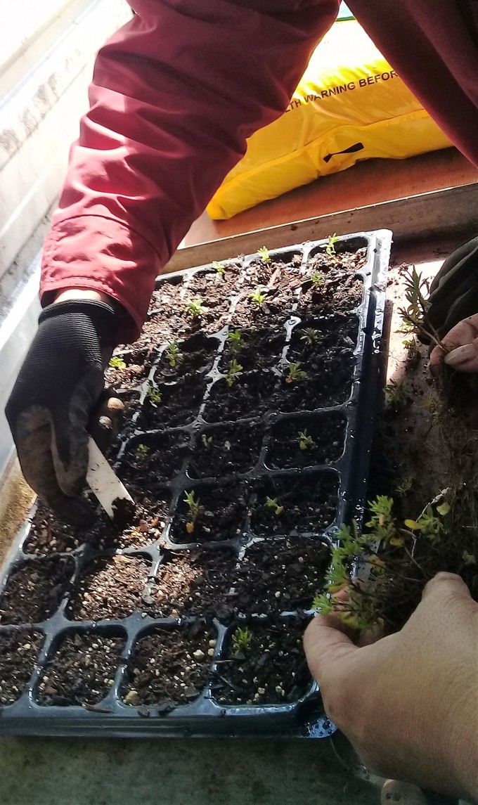 Kahui Tu Kaha nurturing communities (1)