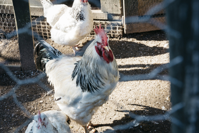 OA Rates Article Chicken