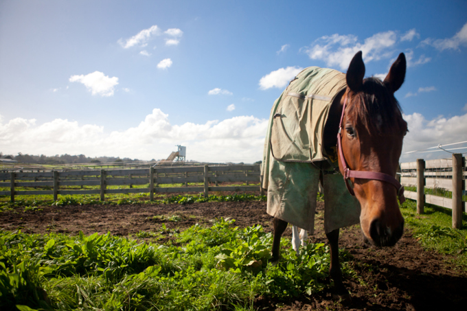 West Auckland RDA facility gallops ahead