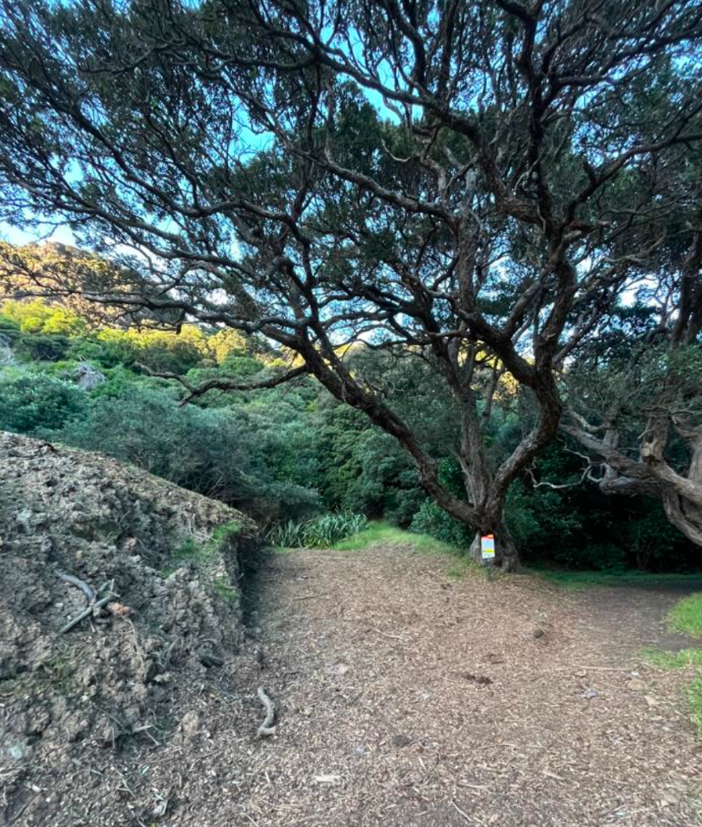 Pohutukawa Glade (1)
