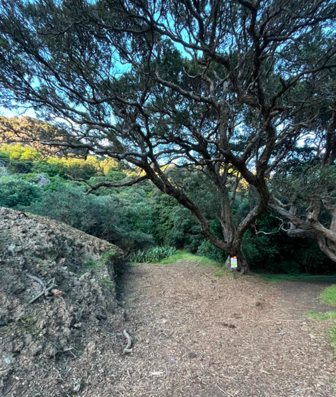 Pohutukawa Glade (1)