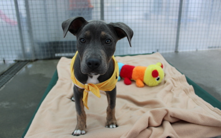 Tongariro (ON HOLD) tile image