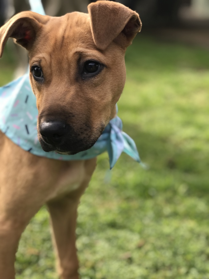 From stray to supermodel