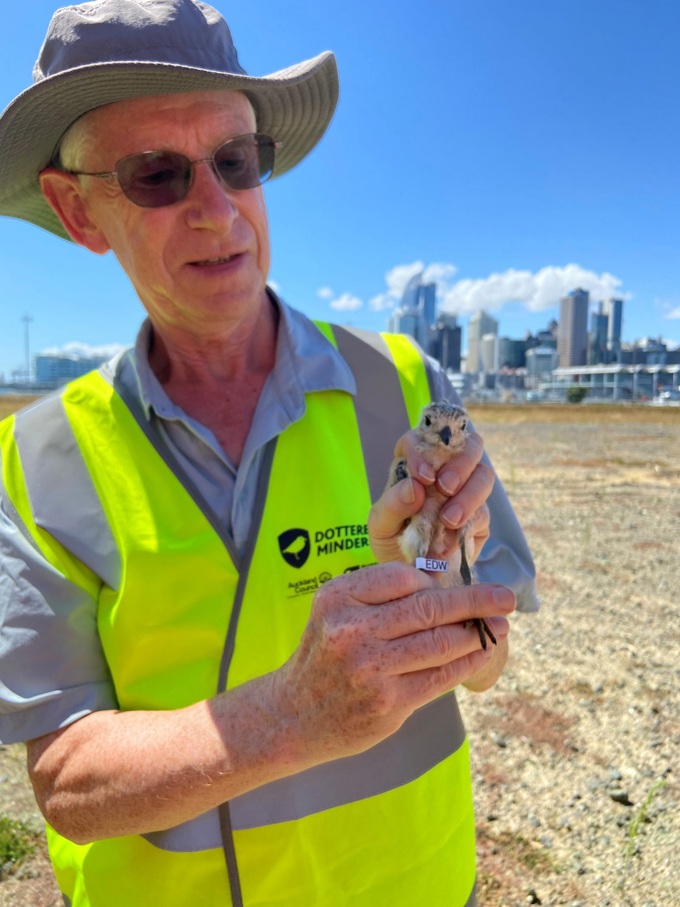 EDWard the dotterel 1
