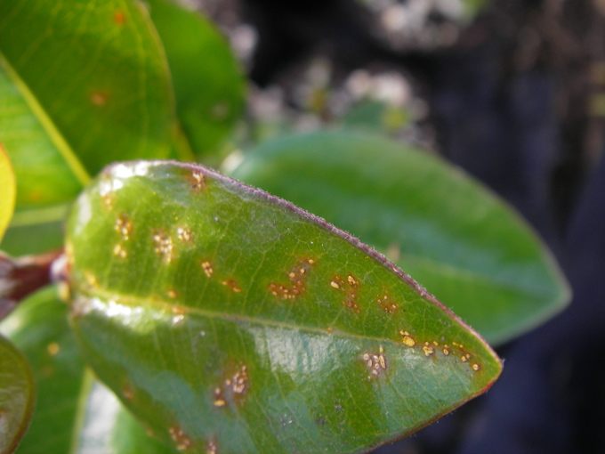 Myrtle rust